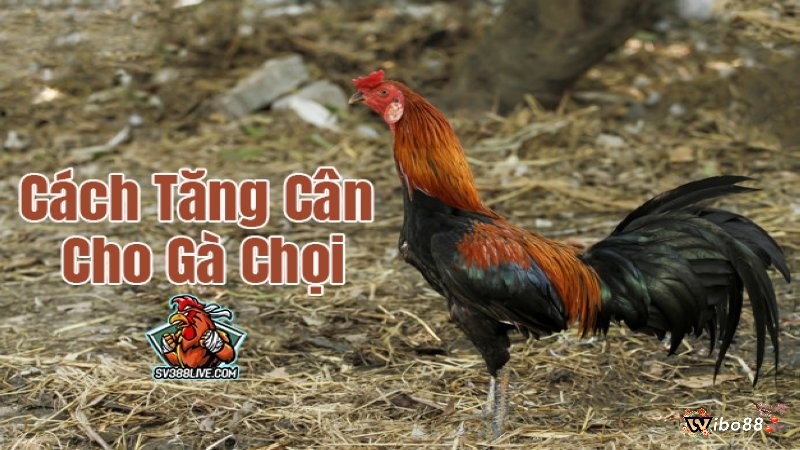 Cách tăng cân cho gà chọi mang đến lợi ích gì?