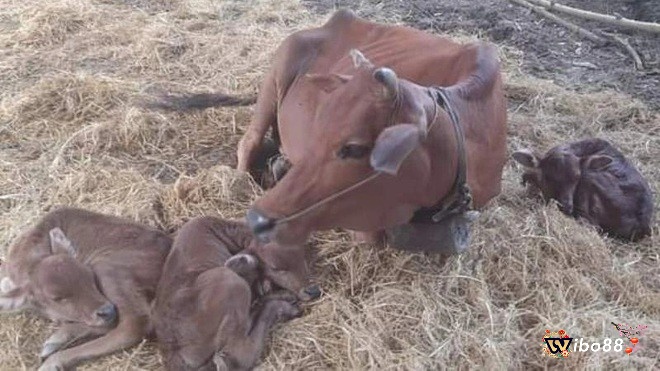 Nhìn thấy bò de đánh con gì - Bộ số ứng với ngữ cảnh mơ xảy ra 