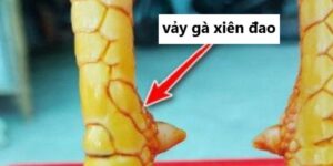 Gà vảy xuyên đao là gì? Đây có phải là chiến kê tốt?