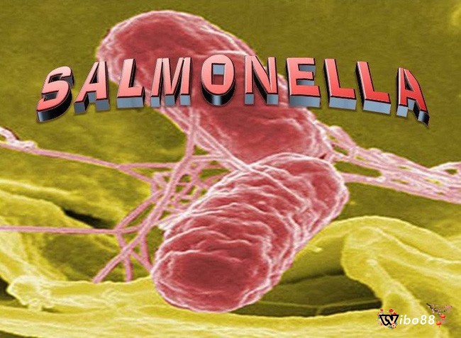 Gà chọi bị thương hàn do bị nhiễm khuẩn Salmonella