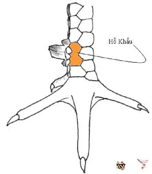 Vảy Hộ Khẩu là một loại vảy gà chọi khá đặc biệt