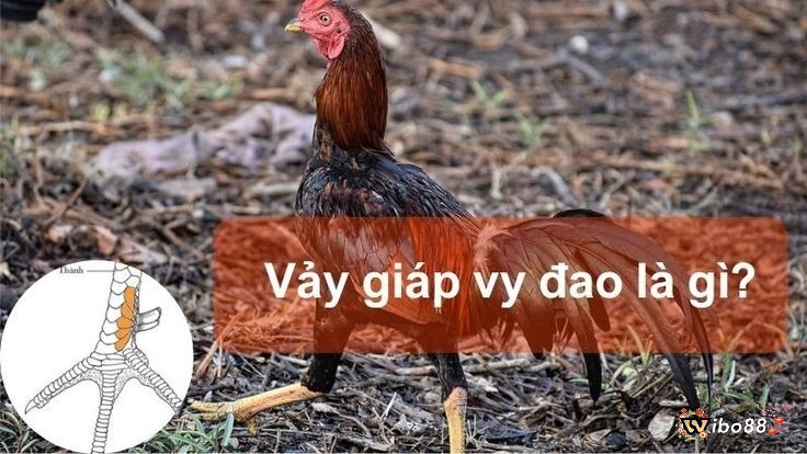 Các loại vảy gà chọi - Giáp vy đao