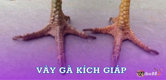 Các loại vảy gà chọi - Kích giáp