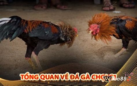 Cùng nhà cái Wibo88 chúng tôi tìm hiểu về đá gà chọi C1 nhé